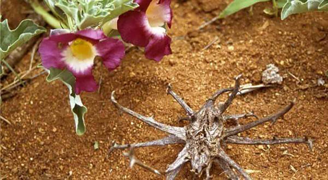 Harpagofito, un antiinflamatorio natural