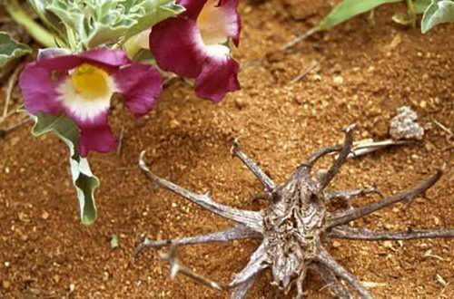 Harpagofito, un antiinflamatorio natural