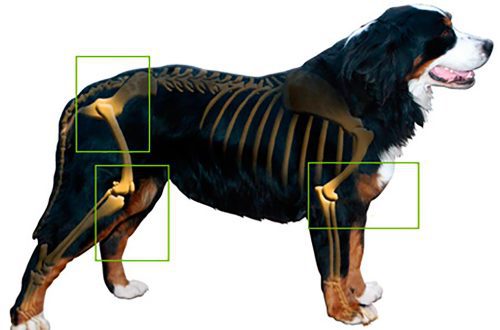La artrosis en perros y su tratamiento natural
