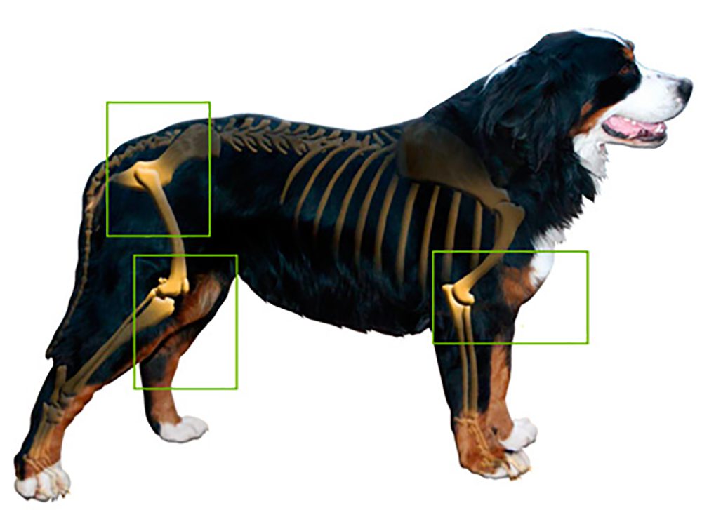 La artrosis en perros y su tratamiento natural