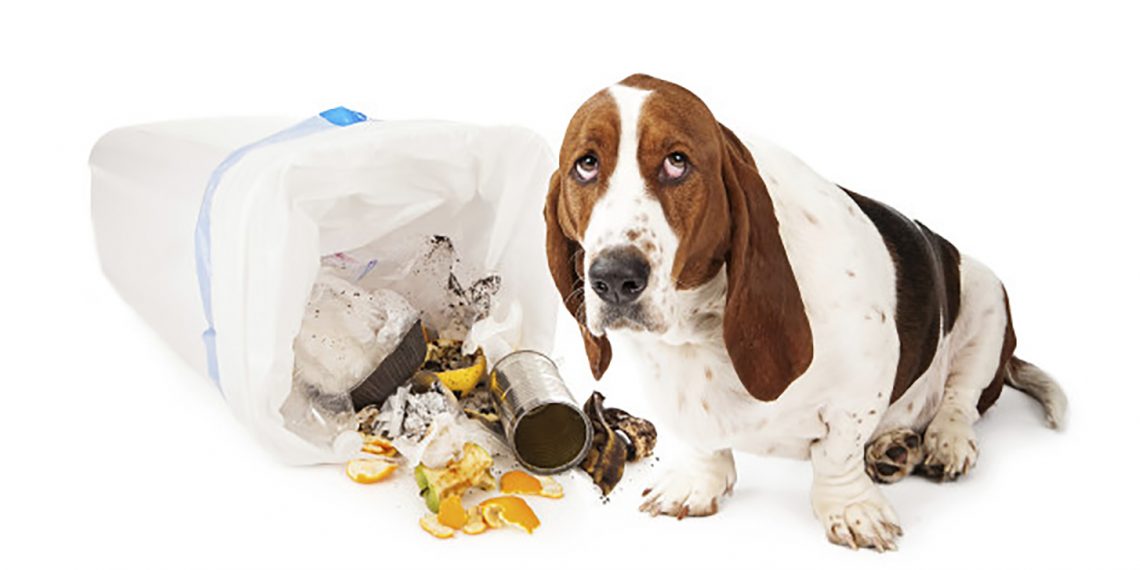 La gastritis en perros y su tratamiento natural