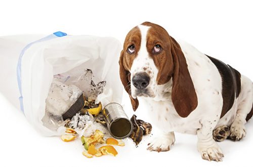 La gastritis en perros y su tratamiento natural