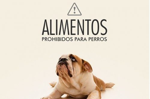 Alimentos prohibidos para perros y gatos
