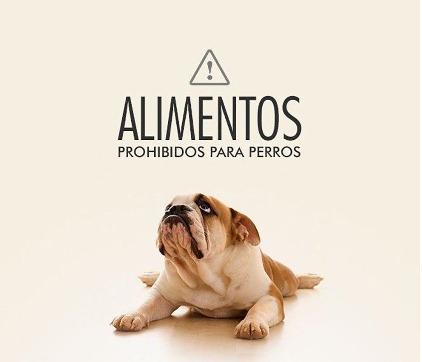Alimentos prohibidos para perros y gatos