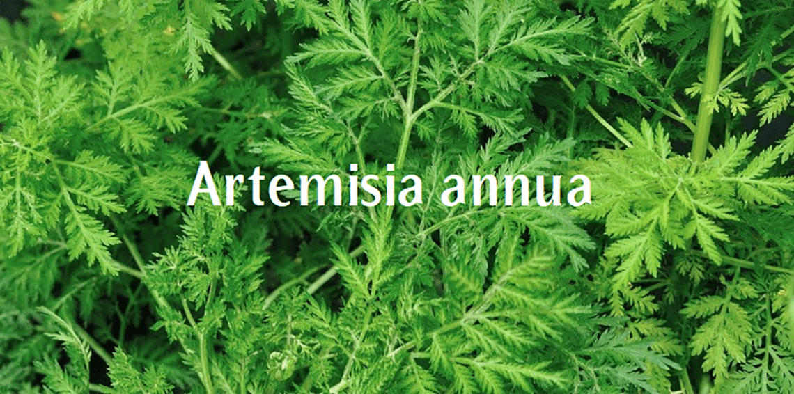 Artemisia Annua en el tratamiento de la Leshimania