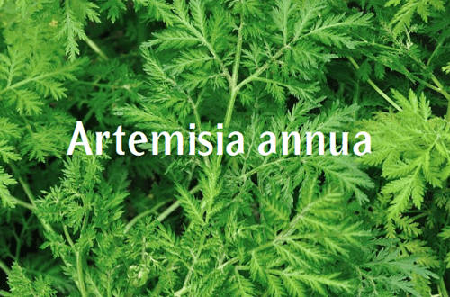 Artemisia Annua en el tratamiento de la Leshimania