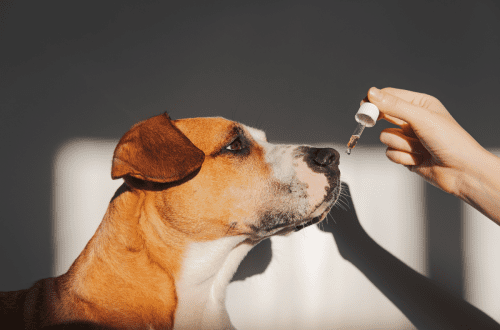 Los beneficios del cannabis para las mascotas