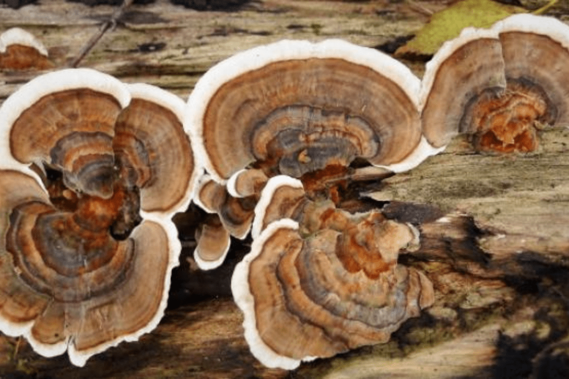Los beneficios del coriolus versicolor para nuestros animales
