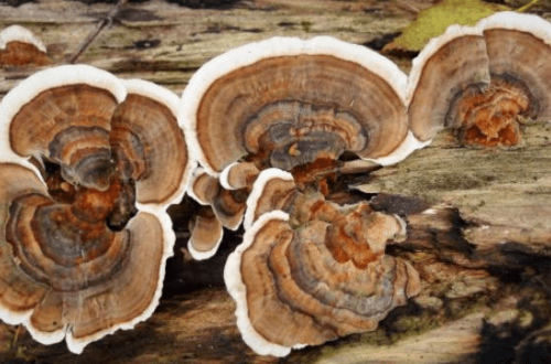 Los beneficios del coriolus versicolor para nuestros animales