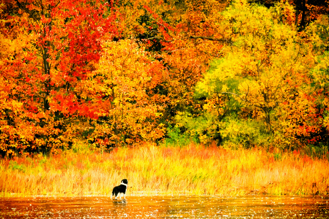 Suplementos para la llegada del otoño