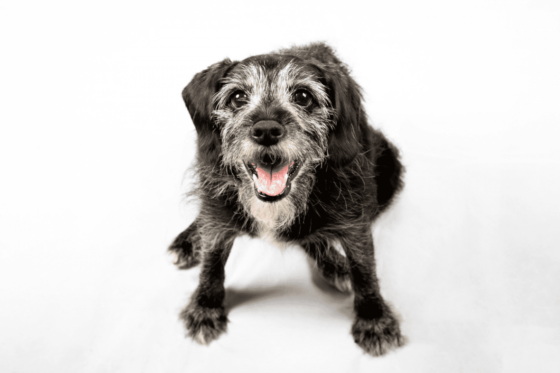 Suplementos para perros senior blog