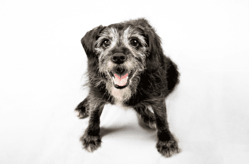 Suplementos para perros senior blog