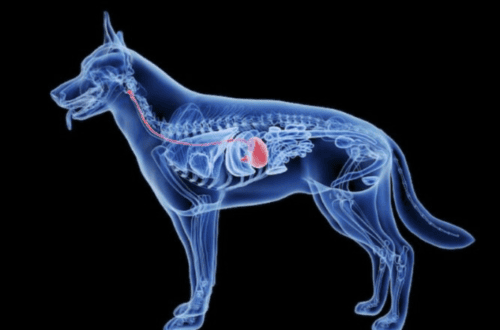 La disbiosis intestinal y las alergias
