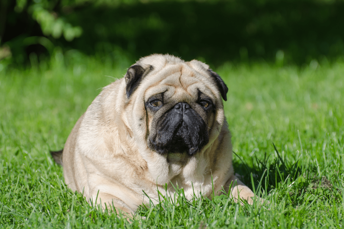 La obesidad en perros