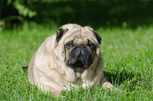 La obesidad en perros