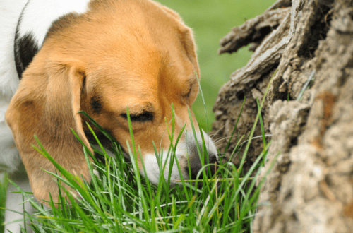 ¿Por qué mi perro come hierba?